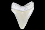 Serrated, Fossil Chubutensis Tooth - Aurora, North Carolina #176599-1
